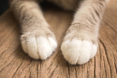 One pair of cute cat legs clipart