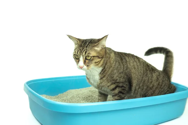 Выведение кошек рутинная ежедневная процедура . — стоковое фото