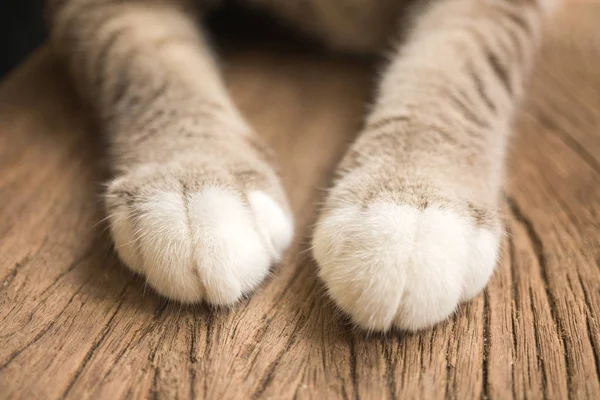 Un par de lindas patas de gato — Foto de Stock