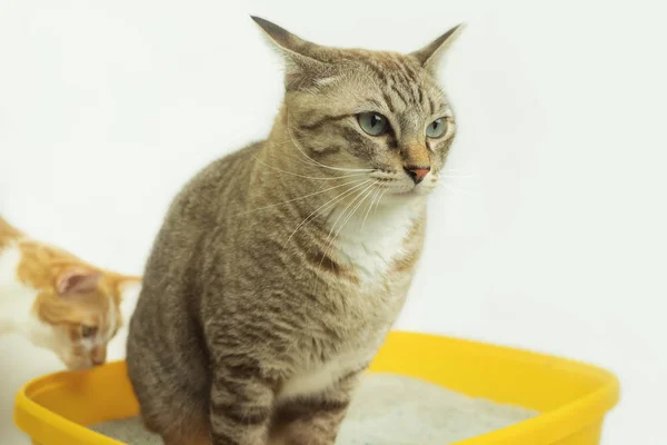 A excreção de gatos é rotina diária . — Fotografia de Stock