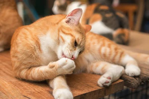 Schattige katten zijn hun benen reiniging. — Stockfoto