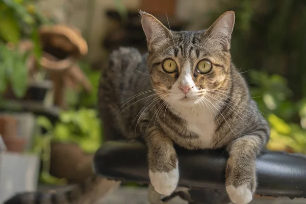 Hermoso gato al aire libre en el jardín . — Foto de Stock