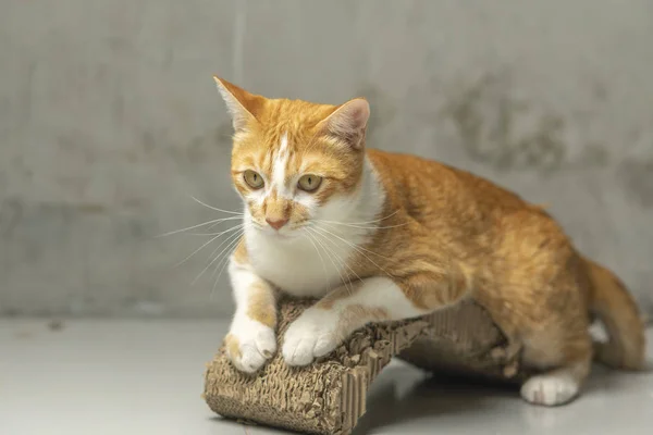 O gato está coçando o prego do gato com felicidade . — Fotografia de Stock