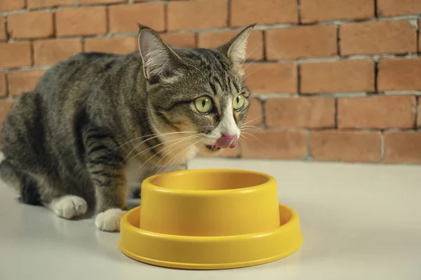 Gatos comendo comida de manhã . — Fotografia de Stock