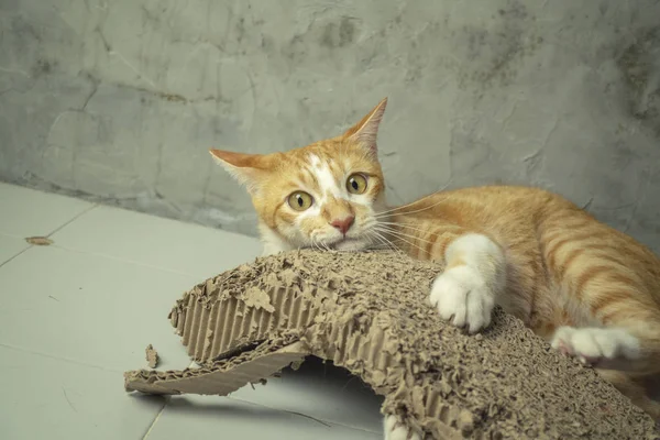 O gato está coçando o prego do gato com felicidade . — Fotografia de Stock