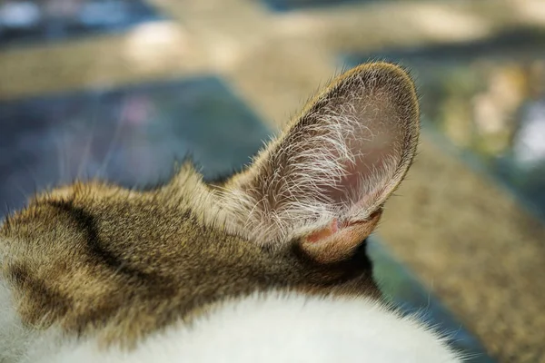 Kocie Uszy Które Widzą Futro Uszach Kota — Zdjęcie stockowe