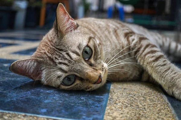 Los Gatos Grises Acuestan Gestos Muy Lindos — Foto de Stock