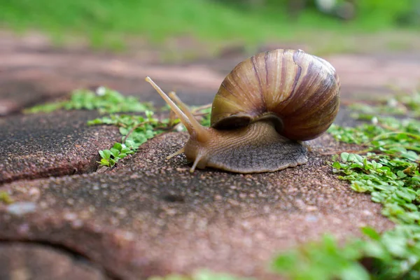 Caracóis Tendem Sair Quando Chuva Passou — Fotografia de Stock