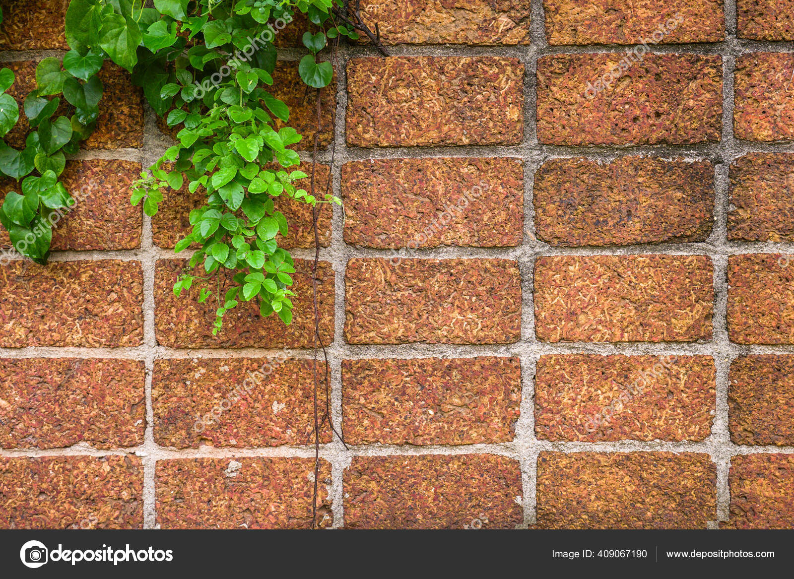 美しいツタと赤レンガの壁 ストック写真 C Jamesjoong