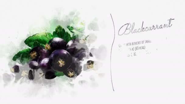 Animated information about the benefits of Blackcurrant — Stock Video