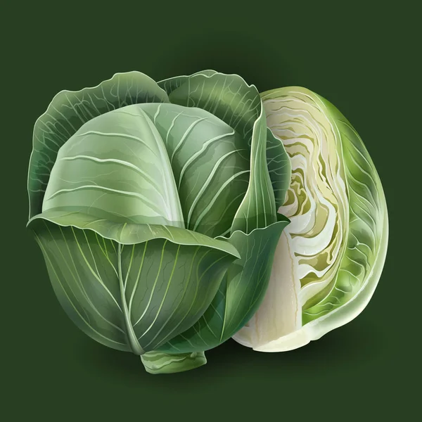 Cabbage on a green background — Stock Vector