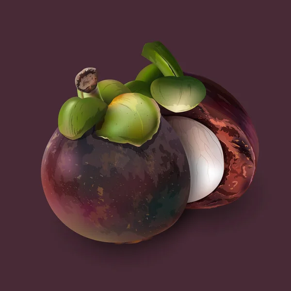 Mangosteen on dark purple — Stock Vector