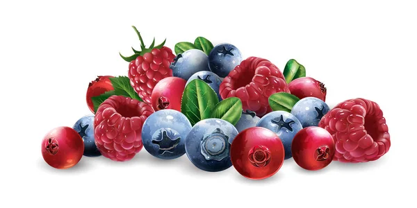 Hallon, tranbär, blåbär och jordgubbar — Stock vektor