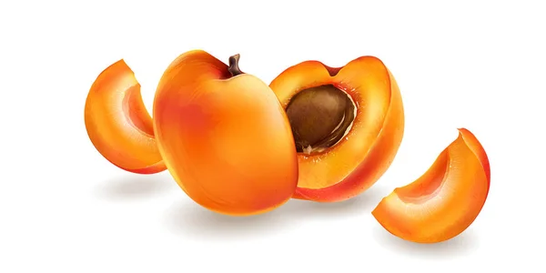 Aprikose und Scheiben — Stockvektor