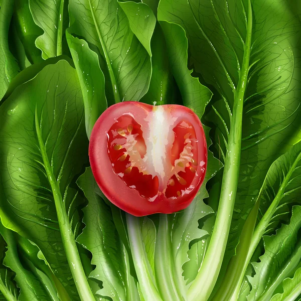Fejes saláta és a paradicsom illusztráció — Stock Fotó