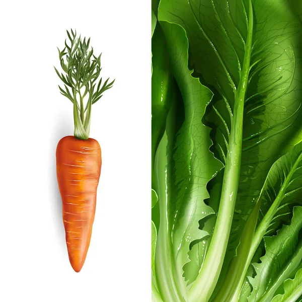 Морква Салат Білому Зеленому Тлі — стокове фото
