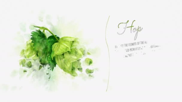 Presentation card of hops — Stock Video