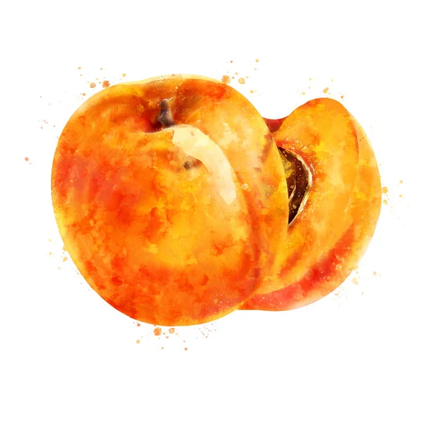Aprikos på vit bakgrund. Akvarell illustration — Stockfoto