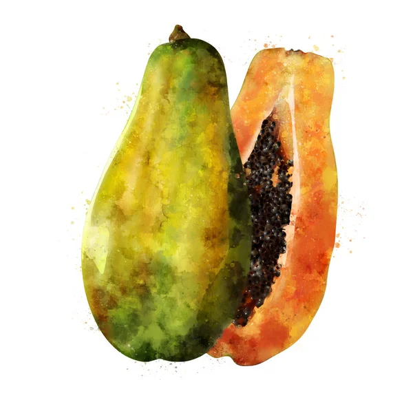 Papaya på hvid baggrund. Akvarel illustration - Stock-foto