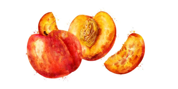 Peach pada latar belakang putih. Ilustrasi warna air — Stok Foto