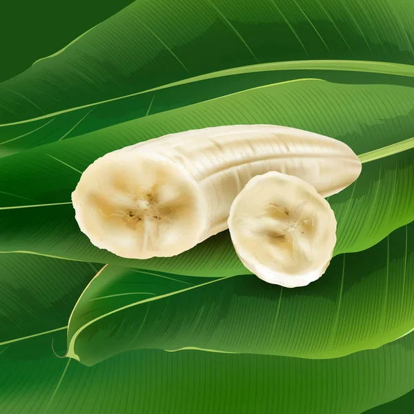 Tranches de banane sur un fond de feuilles de palmier vert . — Image vectorielle