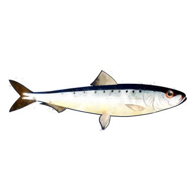 Pilchard, suluboya balık resmi..