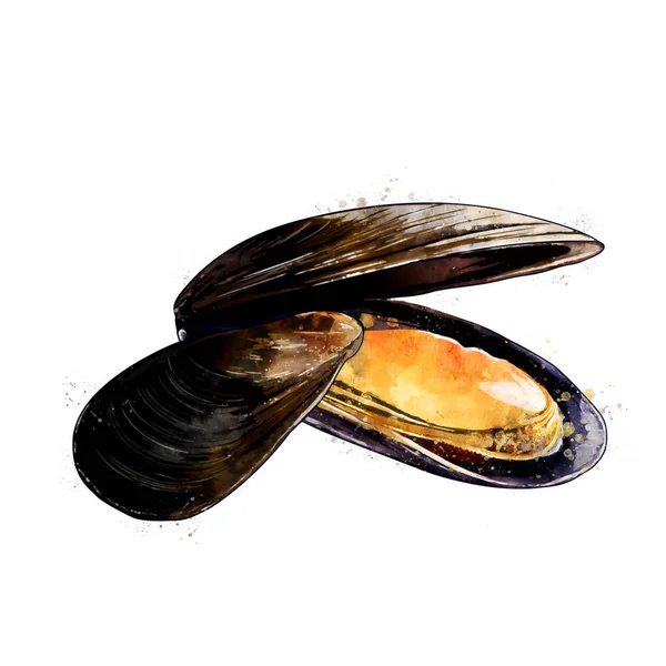 Μύδια, υδατογραφία απομονωμένη απεικόνιση δίθυρων μαλακίων. — Φωτογραφία Αρχείου