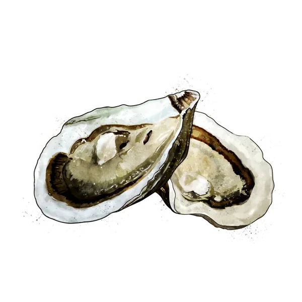 Oyster, watercolor isolated illustration of bivalve mollusks. — Stock Photo, Image