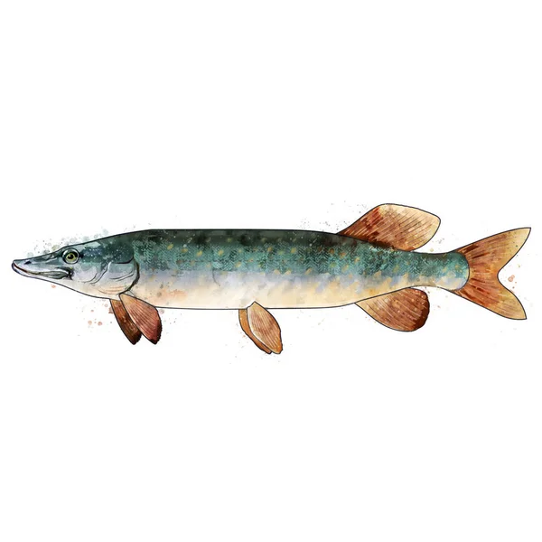 Brochet, aquarelle illustration isolée d'un poisson. — Photo