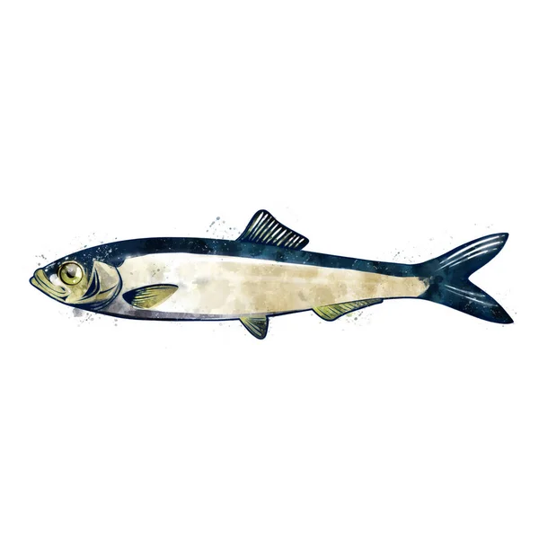Szprot, akwarela odizolowana ilustracja ryby. — Zdjęcie stockowe