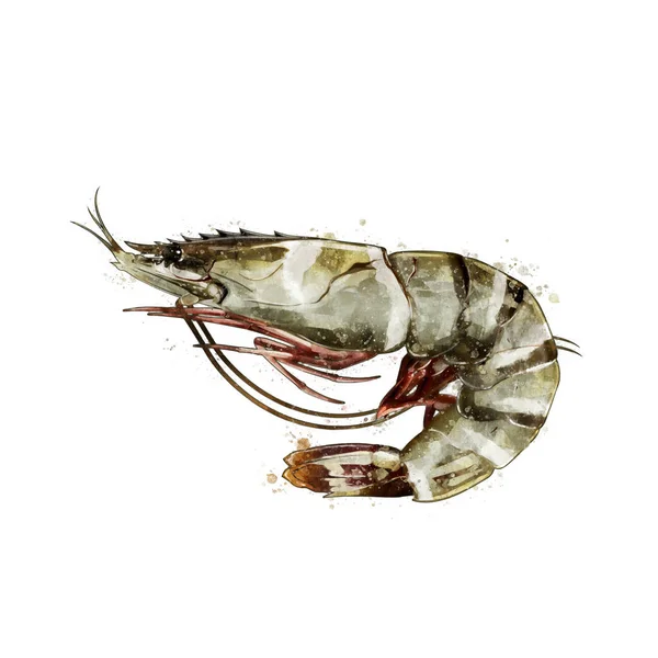 Tiger Shrimp, watercolor isolated illustration of a crustacean. — Stock Photo, Image