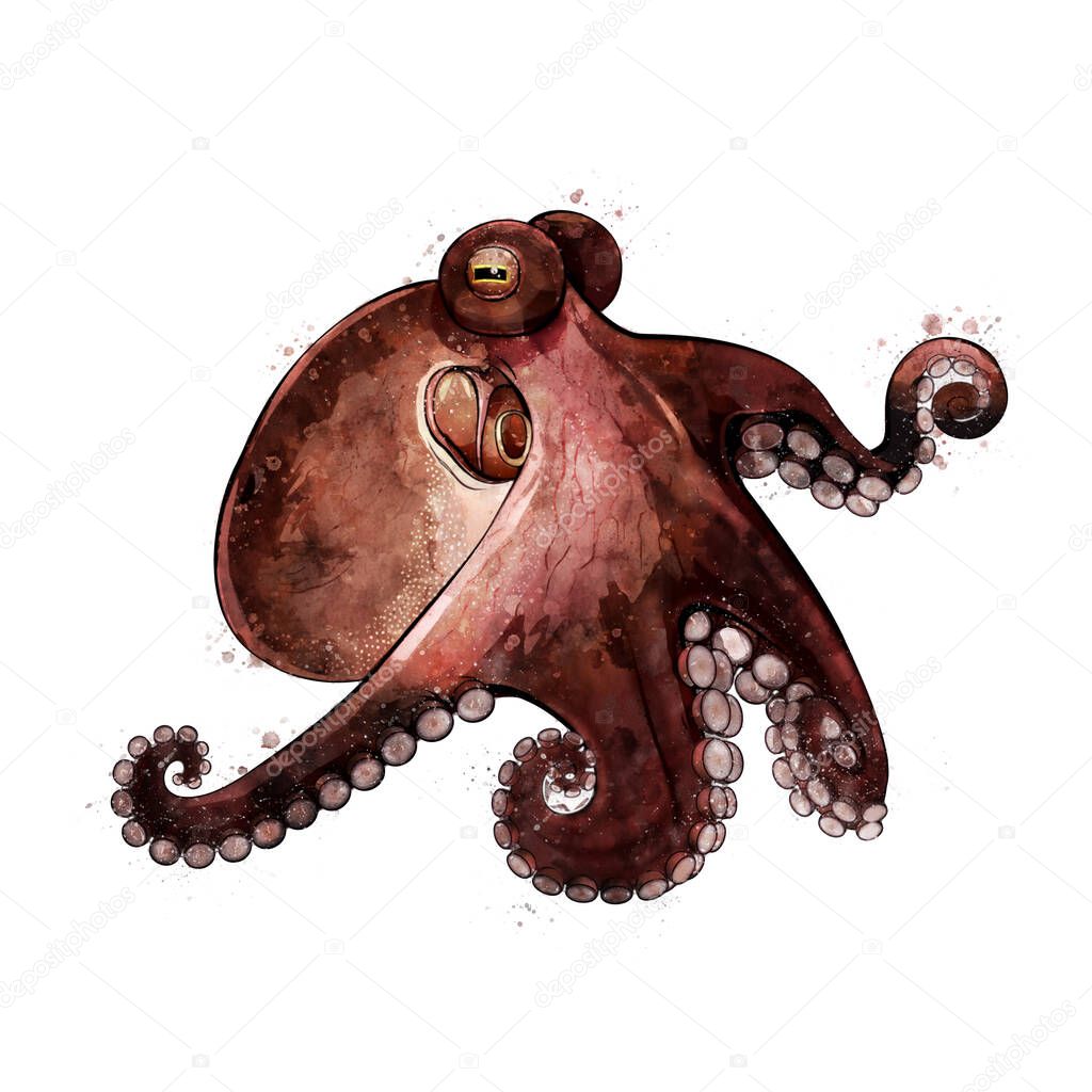 Octopus, watercolor isolated illustration of a sea animal.