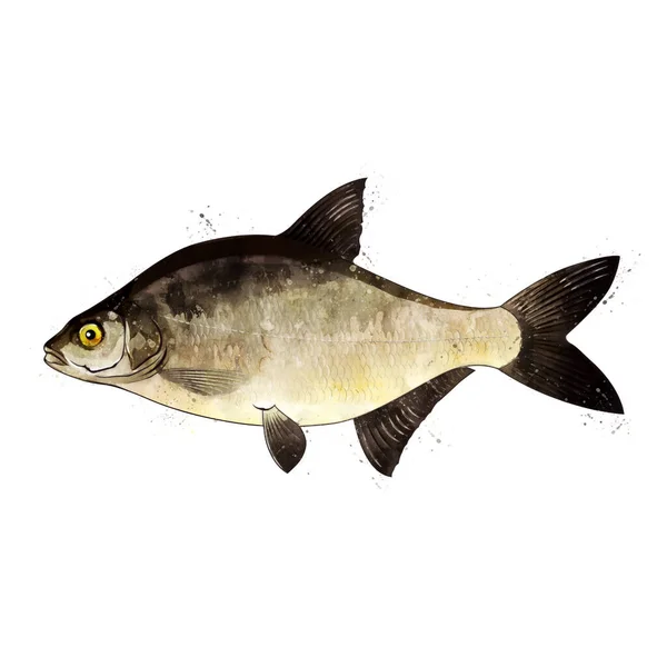 Brema, aquarela ilustração isolada de um peixe. — Fotografia de Stock