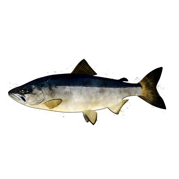 Chum lazac, akvarell izolált illusztrációja egy hal. — Stock Fotó