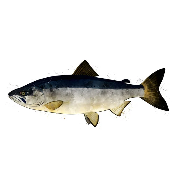 Chum Salmon, acquerello isolato illustrazione di un pesce. — Foto Stock