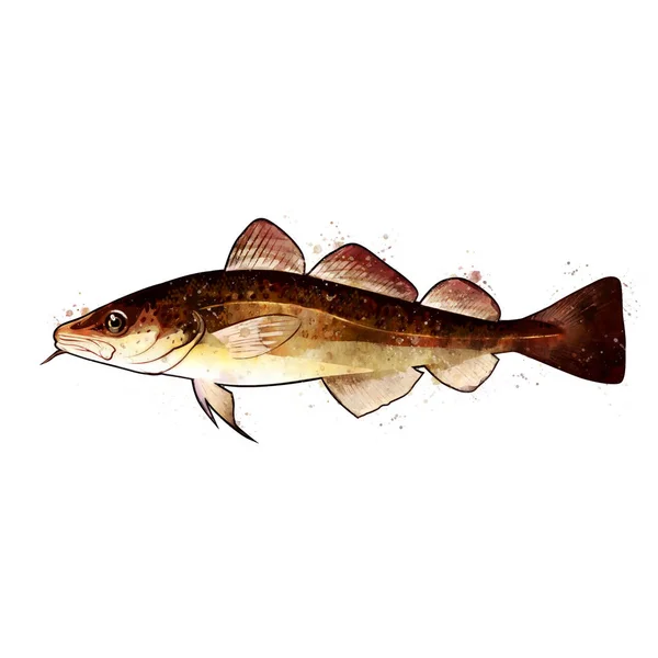 Codfish, akwarela odizolowana ilustracja ryby. — Zdjęcie stockowe