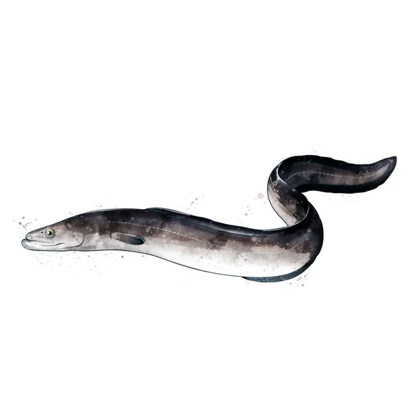 Anguila, acuarela ilustración aislada de un pez. — Foto de Stock