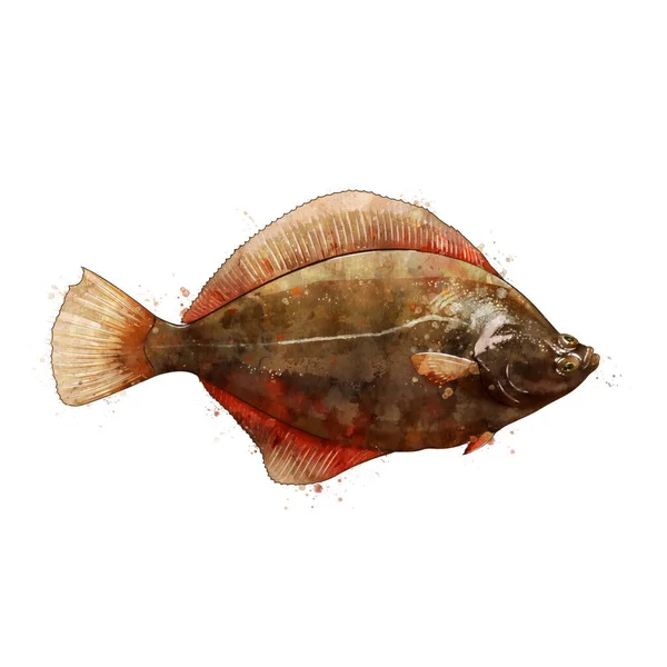 Flounder, suluboya bir balığın izole edilmiş çizimi. — Stok fotoğraf