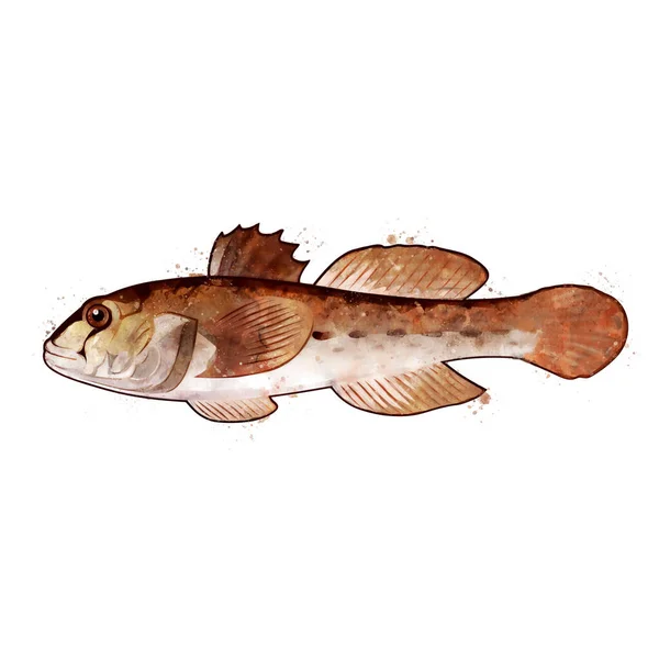 Goby, akvarel izolované ilustrace ryby. — Stock fotografie