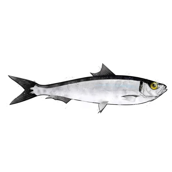 Sardine, watercolor isolated illustration of a fish. — Stock Photo, Image