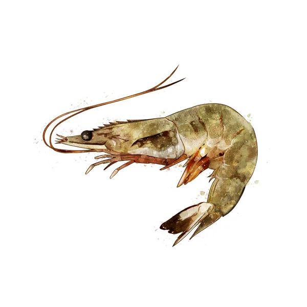 Shrimp, watercolor isolated illustration of a crustacean. — Stock Photo, Image