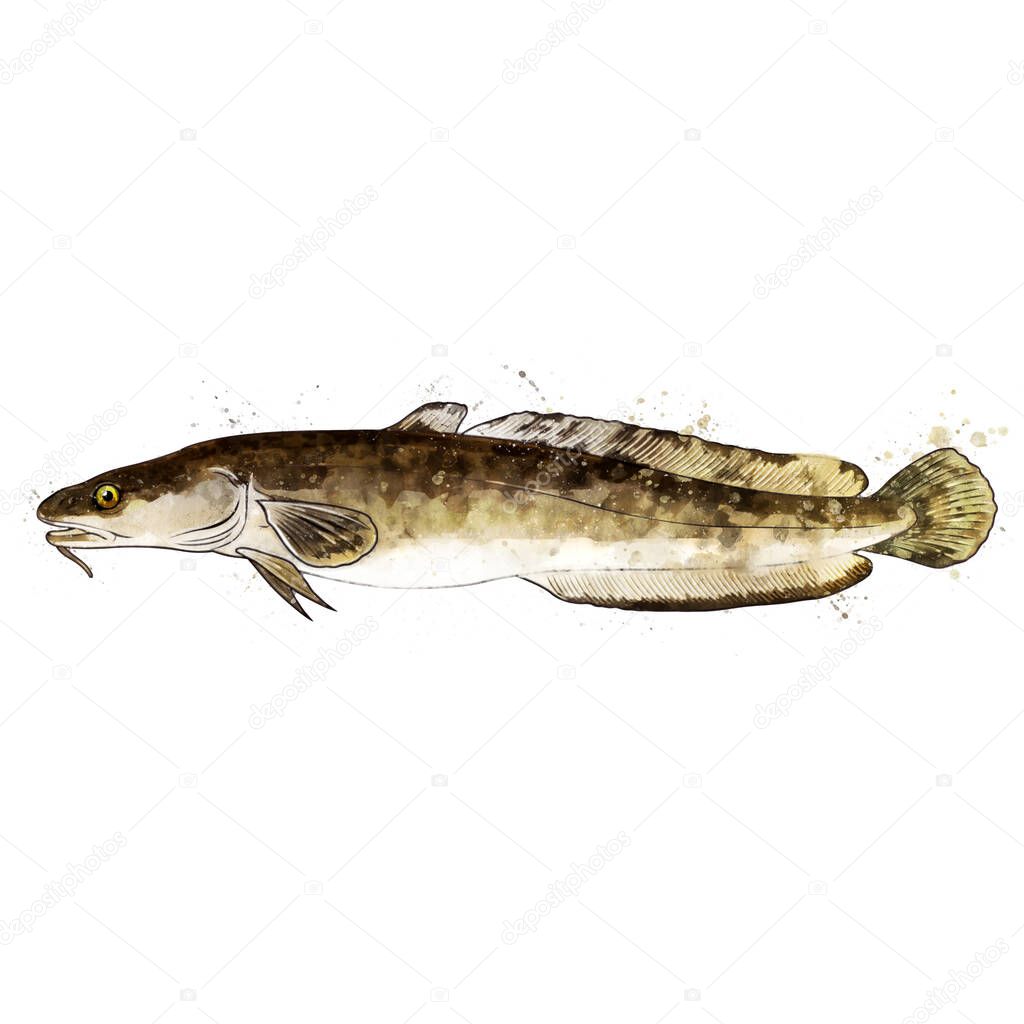 Burbot, watercolor isolated illustration of a fish.