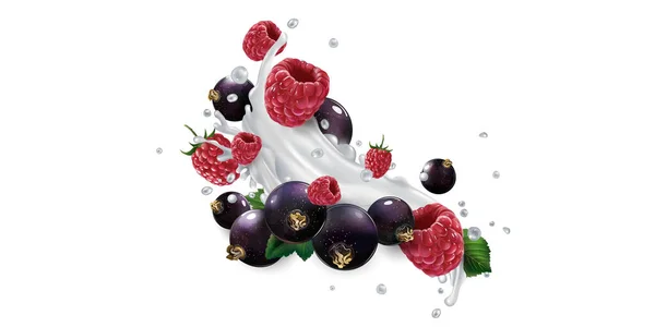 Schwarze Johannisbeeren und Himbeeren in Spritzern Milch oder Joghurt. — Stockvektor