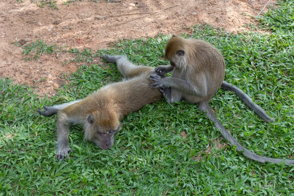 ファタールン、タイで遊んでいる小さな猿のクローズアップ — ストック写真