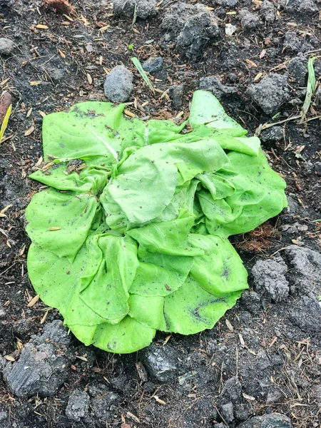 Vissnade grön ek sallad grönsaker på marken — Stockfoto