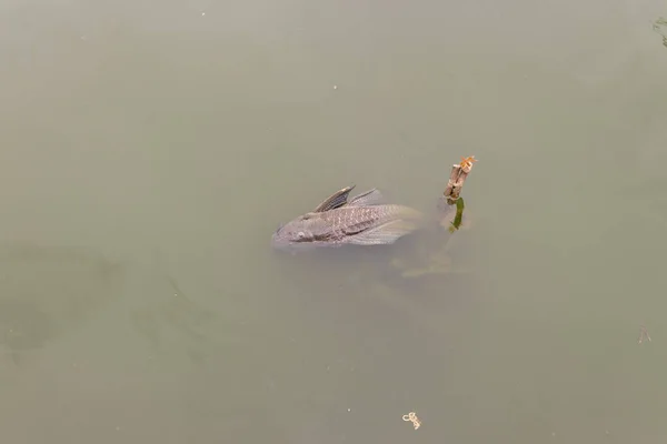 Peixes mortos flutuam em águas residuais no canal tailandês — Fotografia de Stock