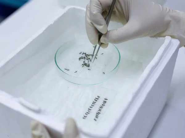 laboratuvarda cam üzerinde ekipman ve sivrisinek ile bilim adamı