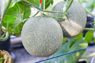 Bitki Bakımevi için Sıcaklık ve Nem Kontrol Sistemi kavununu kapat