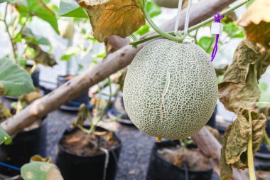 Bitki Bakımevi için Sıcaklık ve Nem Kontrol Sistemi kavununu kapat