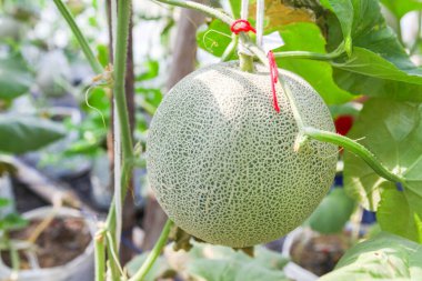 Bitki Bakımevi için Sıcaklık ve Nem Kontrol Sistemi kavununu kapat